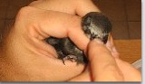 recupero piccoli uccelli