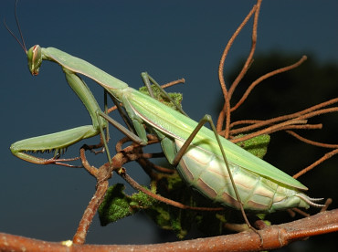 Mantide in fase verde