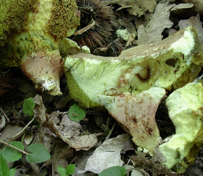 Xerocomus subtomentsus