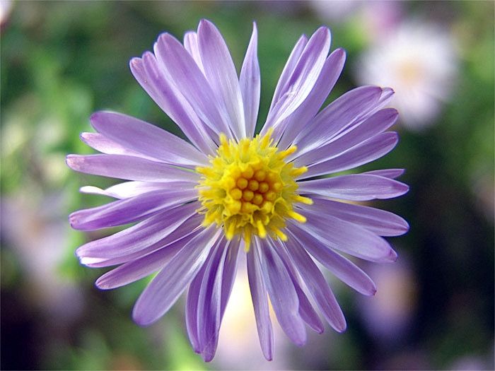 Aster amellus o Aster novi belgii?