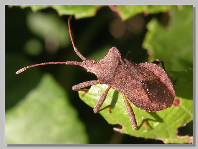 Coreus marginatus