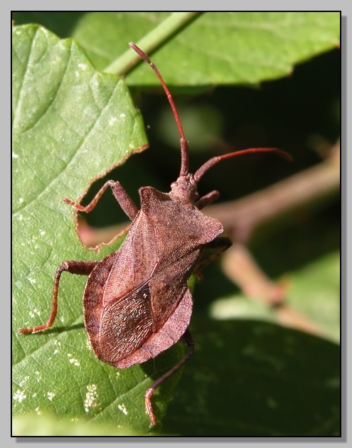 Coreus marginatus