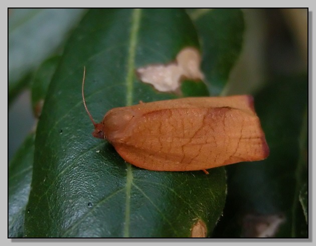 Tortricide (?) e Prodotis (= Grammodes) stolida