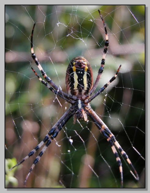 Abbiamo nel forum Piero Fariselli