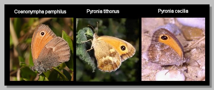 Coenonympha pamphilus