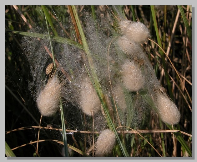 Arrampicandosi fra la rugiada Aelia acuminata