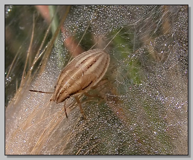 Arrampicandosi fra la rugiada Aelia acuminata