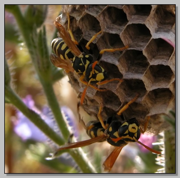 Polystes gallicus  - le sentinelle