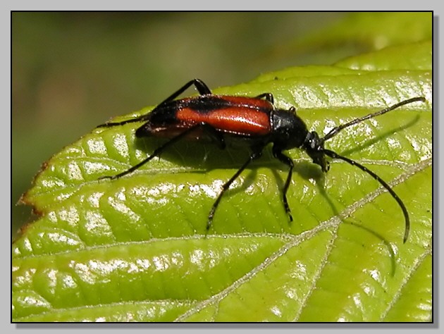 Cetonia aurata pisana e Stenurella bifasciata