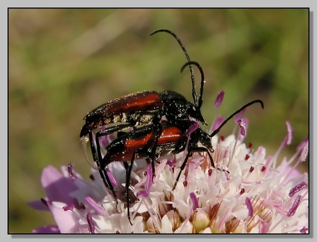 Cetonia aurata pisana e Stenurella bifasciata