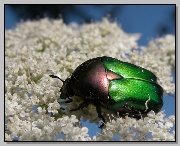 Cetonia aurata pisana e Stenurella bifasciata