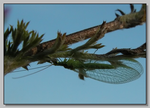 Chrysopidae