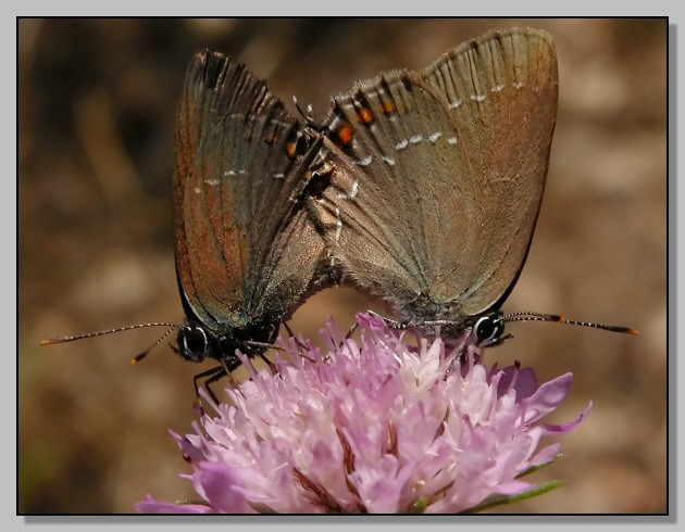 Satyrium ilicis - l''inizio di una nuova generazion