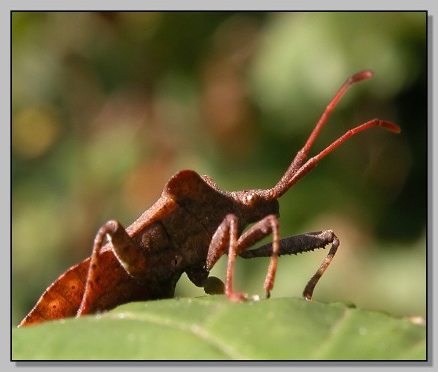 Coreus marginatus da un nuovo punto di vista