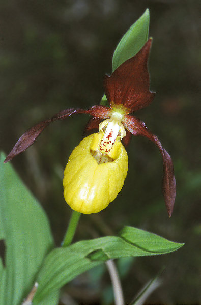 Cypripedium calceolus L.