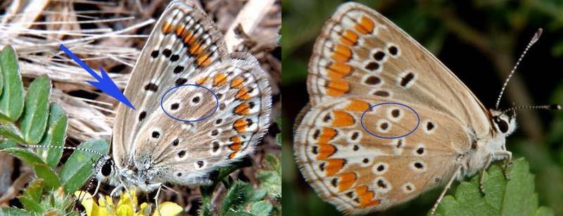 The acting butterfly