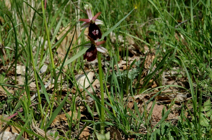 Ophrys bertolonii Moretti