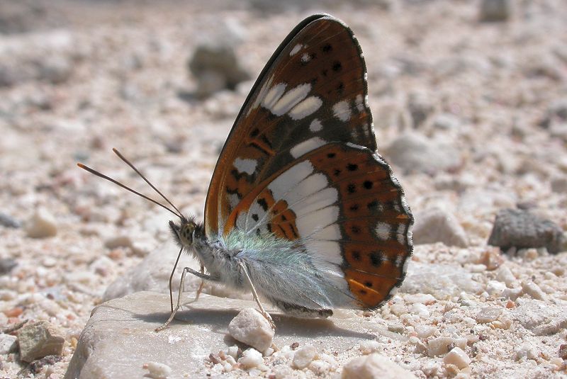 Assembramento di Aporia crataegi