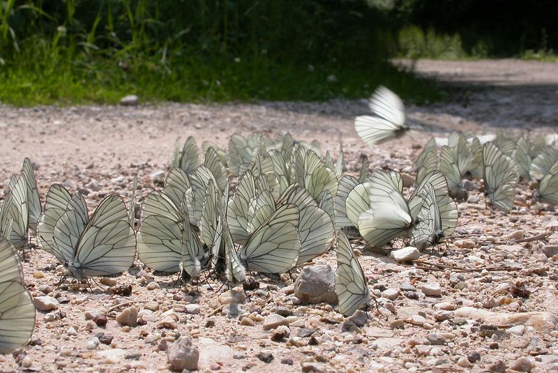 Assembramento di Aporia crataegi