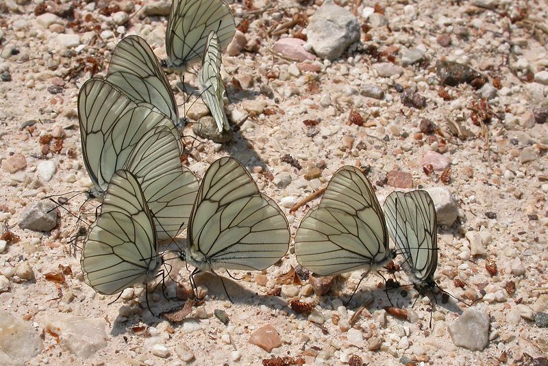 Assembramento di Aporia crataegi