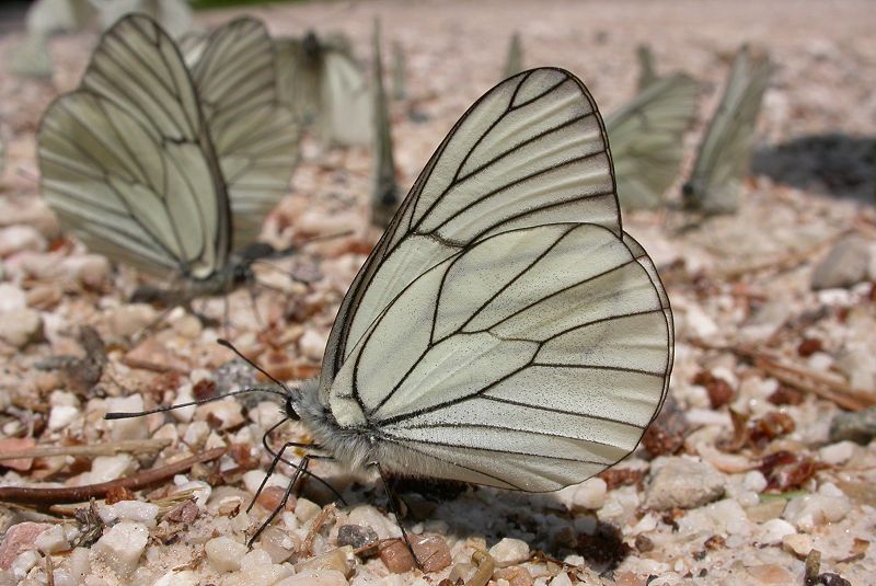 Assembramento di Aporia crataegi