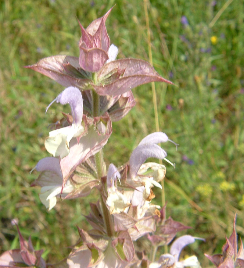 Xylocopa violacea su ?
