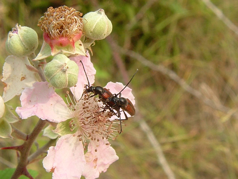 Cetonia aurata pisana e Stenurella bifasciata