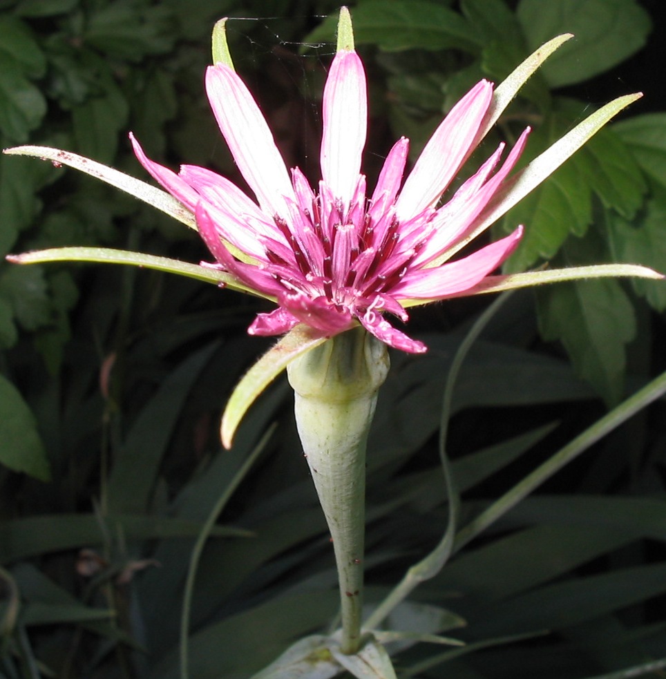 Tragopogon porrifolius / Barba di becco violetta