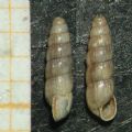 Acicula&nbsp;lineolata lineolata