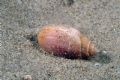 Acteon&nbsp;tornatilis