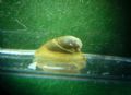 Ancylus&nbsp;sp