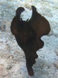 Aplysia&nbsp;sp.