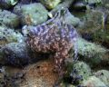 Aplysia&nbsp;cfr. fasciata
