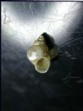 Bithynia&nbsp;tentaculata