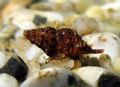 Pollia&nbsp;scabra