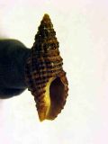 Pollia&nbsp;scabra