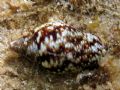 Pisania&nbsp;striata