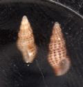 Chauvetia&nbsp;mamillata