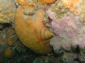 Calliostoma&nbsp;zizyphinum