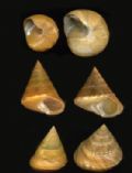 Calliostoma&nbsp;sp.