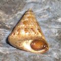 Calliostoma&nbsp;laugieri laugieri