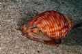 Phalium&nbsp;granulatum