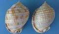Phalium&nbsp;granulatum