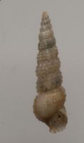 Bittium&nbsp;reticulatum