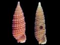 Cerithiopsis&nbsp;iudithae
