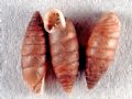 Granaria&nbsp;illyrica
