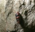 Chondrina&nbsp;avenacea