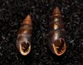 Chondrina&nbsp;megacheilos frassineiana
