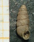 Granopupa&nbsp;granum