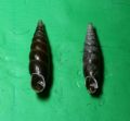 Cochlodina (Cochlodina)&nbsp;laminata laminata